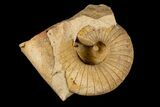Ordovician, Nautiloid (Plectoceras) Fossil - Wisconsin #173928-1